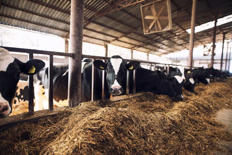 elevage-vaches