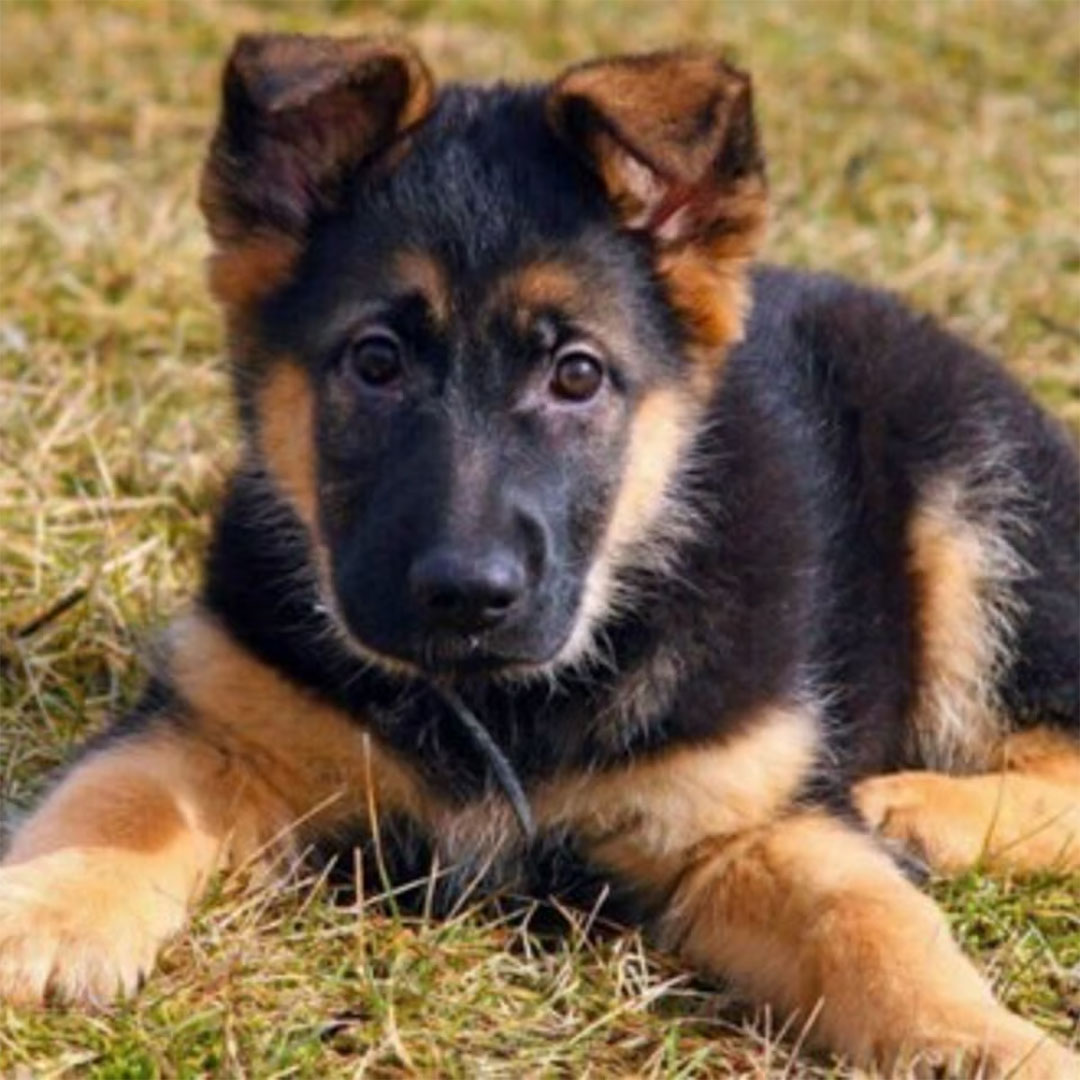 chiot-berger-allemand
